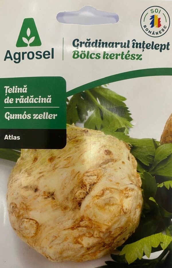 Seminte telina de radacina ATLAS, Agrosel