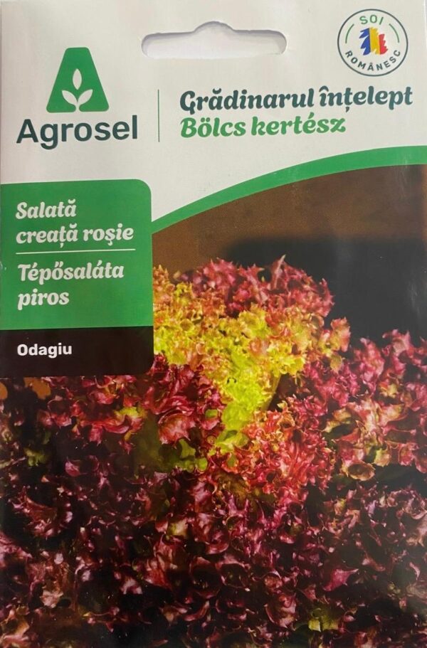 Seminte salata creata rosie ODAGIU, Agrosel